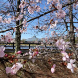 軽井沢の桜スポット巡り！　満開の桜を見に行こう