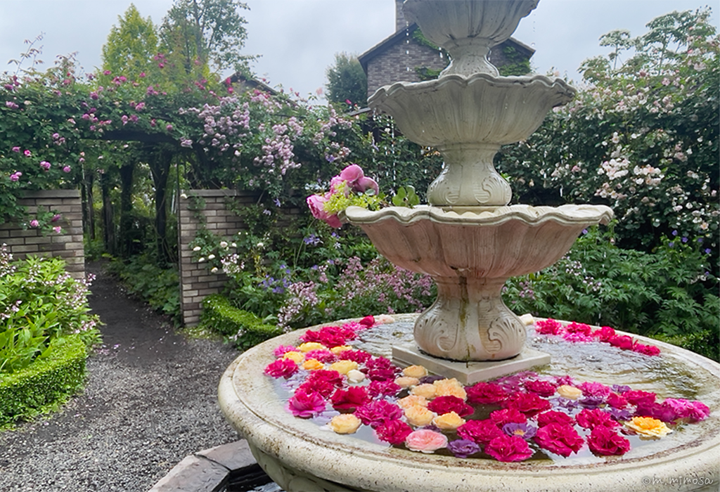 軽井沢レイクガーデンで満開のバラと雨の庭園さんぽ｜ティールームで