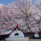 【軽井沢の桜まとめ】お花見スポットを地元民がご紹介！ 周辺の桜名所も