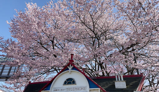 【軽井沢の桜まとめ】お花見スポットを地元民がご紹介！ 周辺の桜名所も