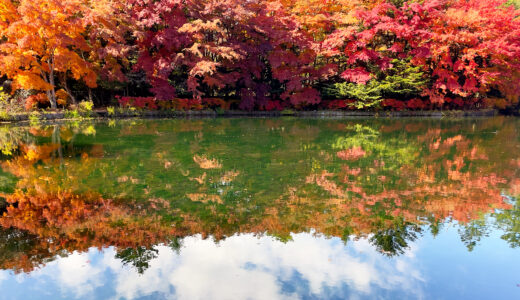 日々更新！雲場池の紅葉速報