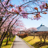 軽井沢 桜の開花便り2025　〜駅から歩いて春のお花見散歩