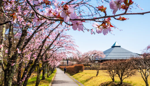 軽井沢 桜の開花便り2025　〜駅から歩いて春のお花見散歩