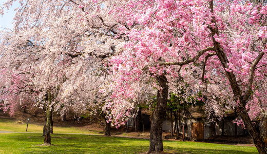 軽井沢 桜の開花便り2025 第2弾　〜アウトレットからホテルのお庭へ