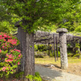 藤の見頃は、もう少し先でした　〜下発地・密蔵院にて