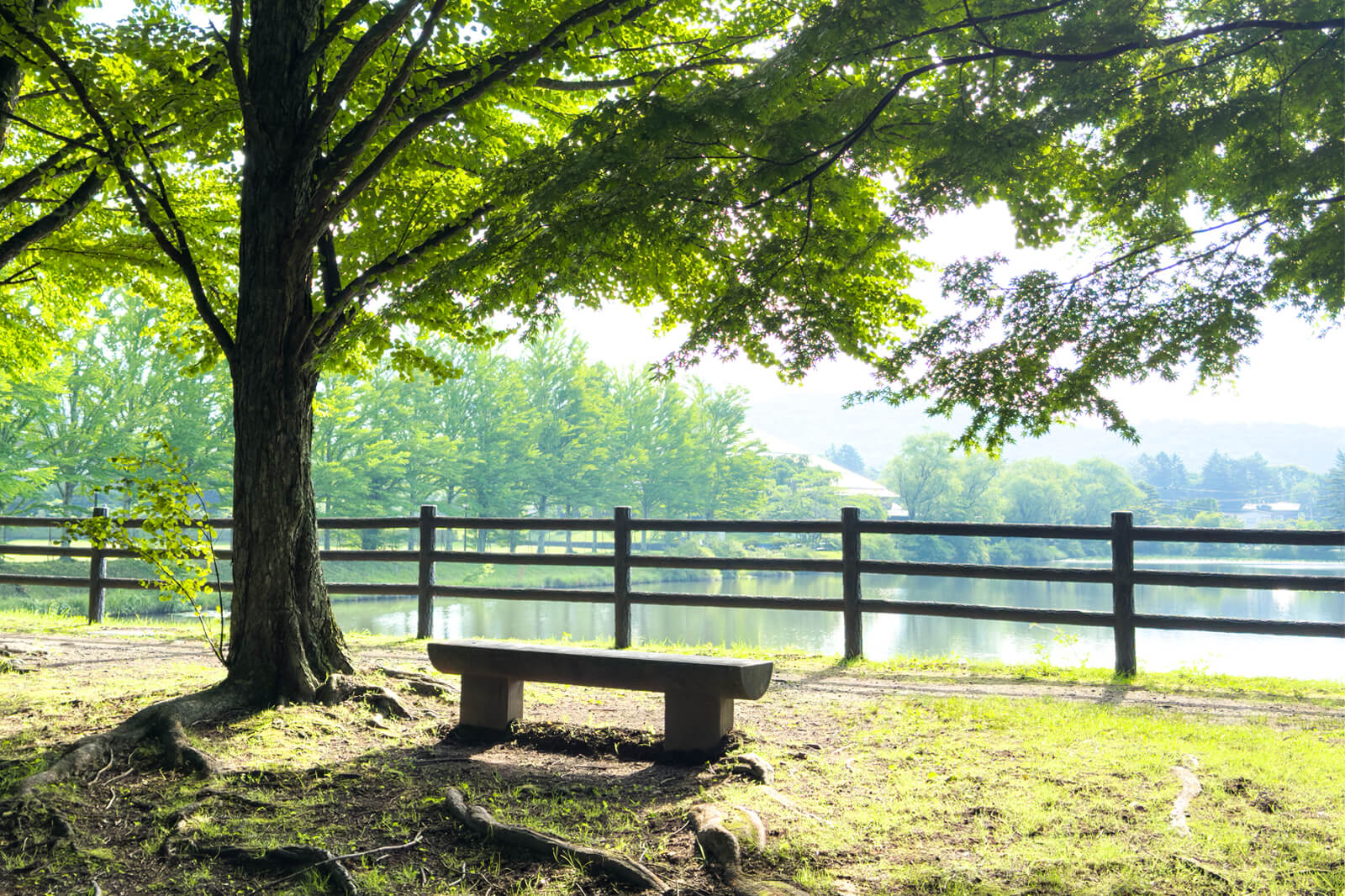7月の朝、白い花に出会う散歩道｜軽井沢の夏はじまり