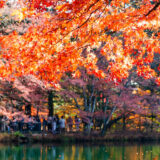 晩秋の雲場池を歩いてきました