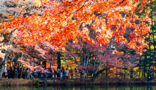 晩秋の雲場池を歩いてきました