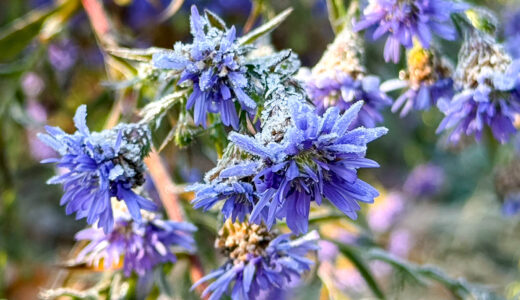 朝霜きらめく冬さんぽ 〜雲場池の静かな朝に