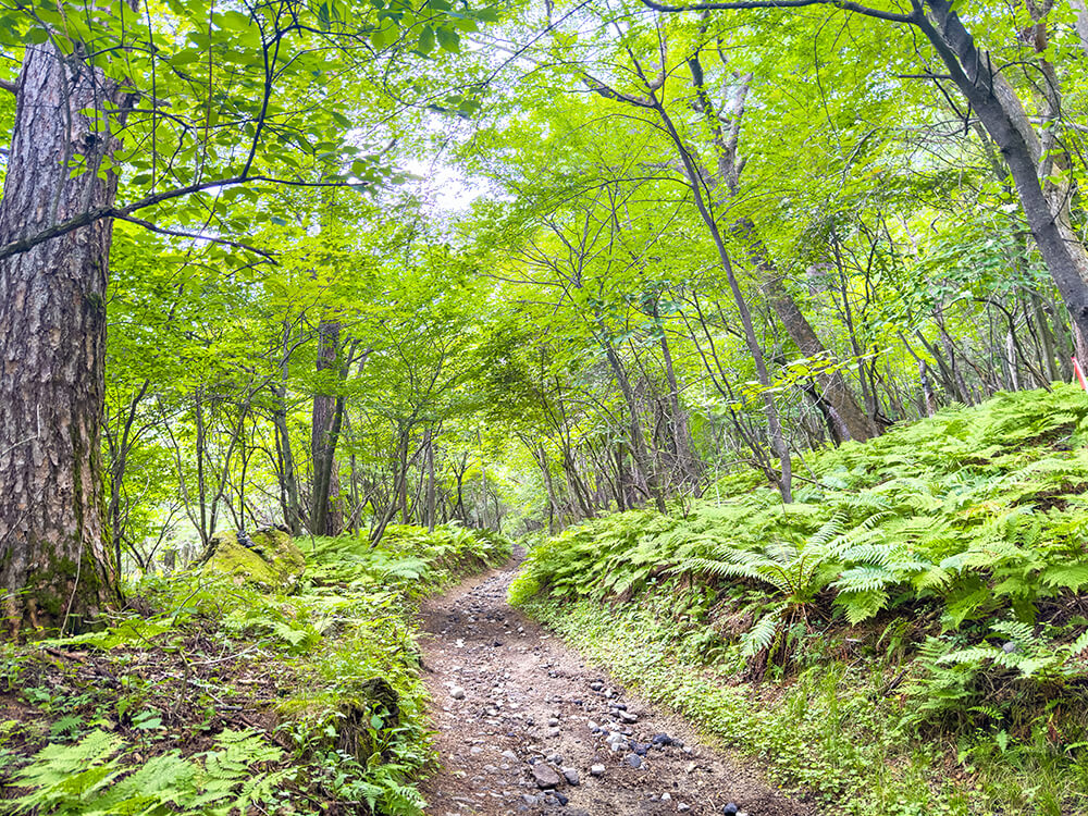 夏の軽井沢、登山道沿いに青々と生い茂る大きなシダ「オシダ」の群生と緑のトンネル