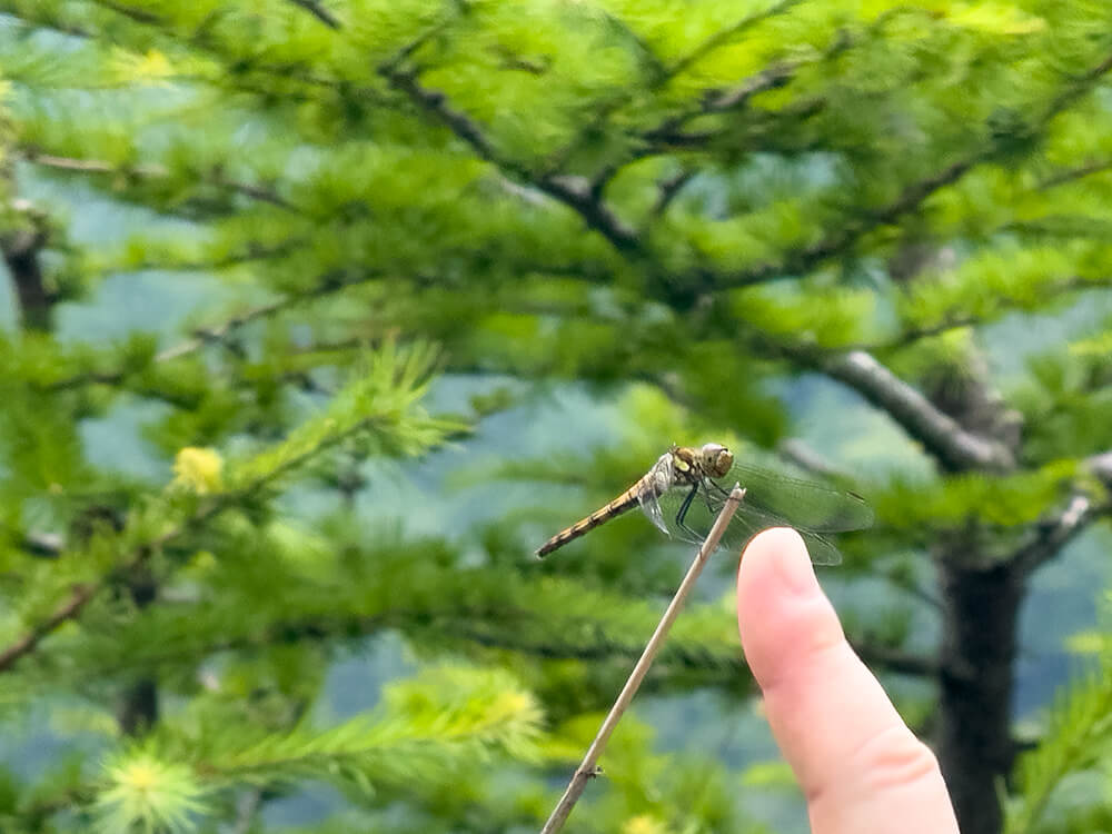 夏の小浅間山にて、登山者の指先にそっと止まった赤とんぼと背景の緑の森