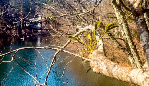 春の一歩手前　〜雲場池をお散歩してきました