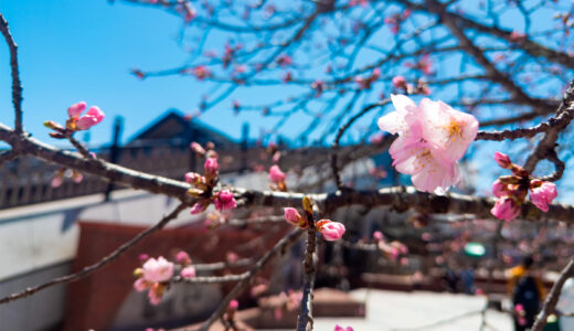 軽井沢に春がやってきた　〜色づきはじめた散歩道