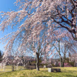 桜が一気に8分咲きに　〜軽井沢の春が加速中
