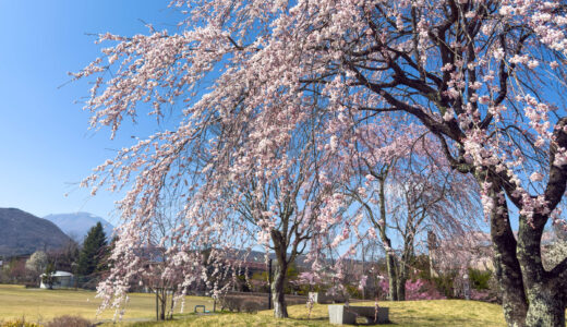 桜が一気に8分咲きに　〜軽井沢の春が加速中