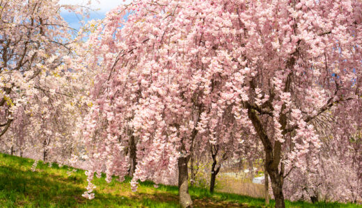 桜のアーチと、気ままなピクニック　〜春の小諸で