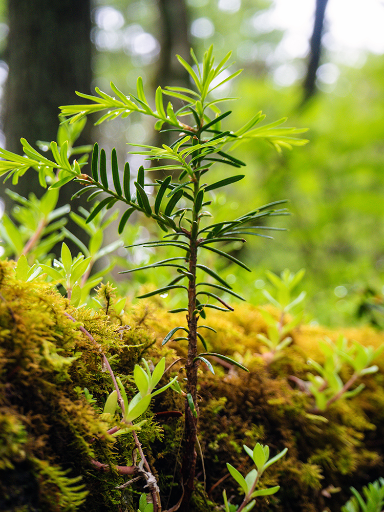 雨露のしずくがキラリと光る、苔の絨毯の上に生えた小さなカラマツの赤ちゃんの新芽