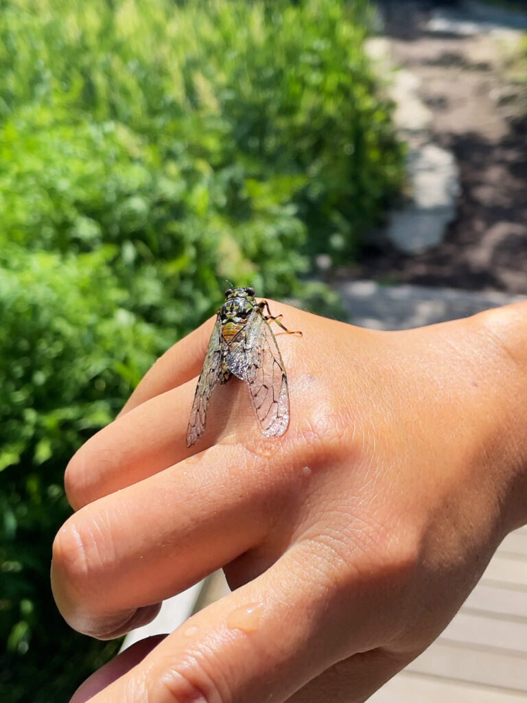 透き通る美しい羽を持った、人の腕にそっと止まる小さくて可愛らしいエゾハルゼミ