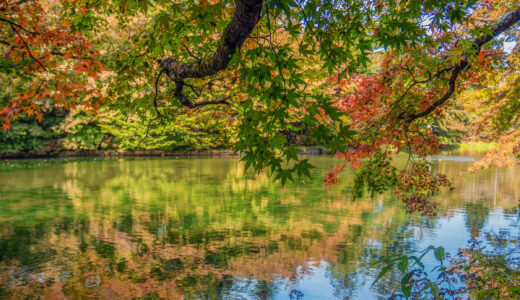 雲場池の紅葉が始まりました 〜10月中旬の様子