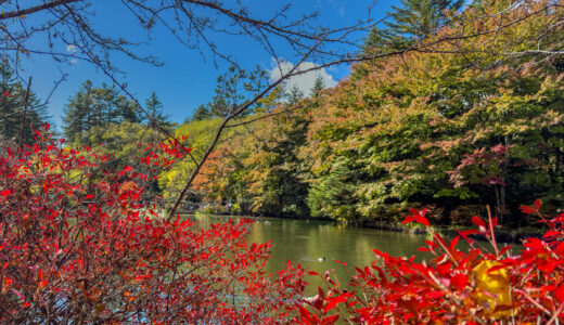 雲場池の紅葉が見頃に！　〜10/28の朝さんぽ